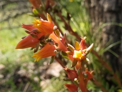 Echeveria paniculata