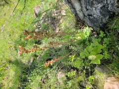 Echeveria paniculata