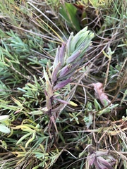 Chloropyron maritimum palustre