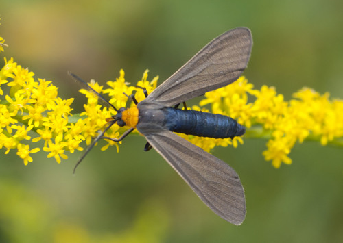 Yellow-collared Scape Moth, photo 5 of 9