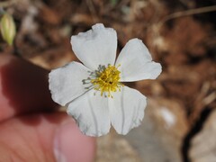Apennine Rockrose (Helianthemum apenninum)