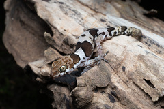 Northern Sri Lanka Gecko photo 3