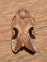 Hypotrix lunata
