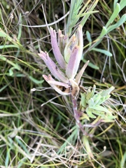 Chloropyron maritimum palustre