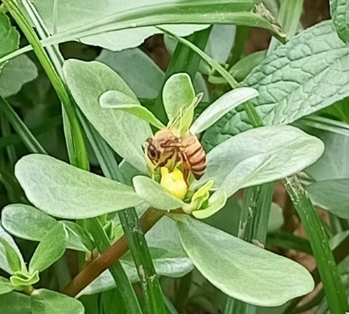 Western Honey Bee