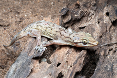 Kandyan Gecko photo 2