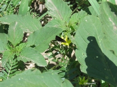 Pholisora mejicanus