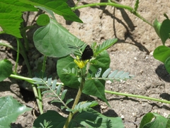Pholisora mejicanus