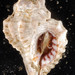Eupleura caudata - Photo (c) Smithsonian Environmental Research Center，保留部份權利CC BY
