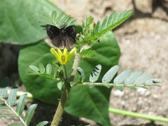 Pholisora mejicanus