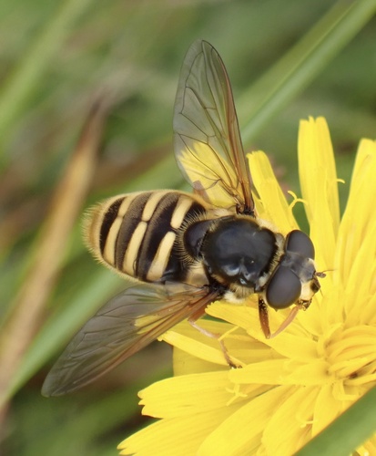 Yellow-barred Peat Hover Fly, Bargerveen, Klazienaveen, Drenthe, NL, photo 9 of 10