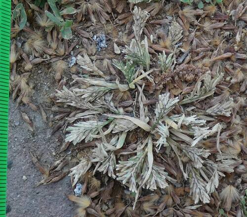 hardgrass