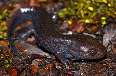 Mole Salamander photo 1