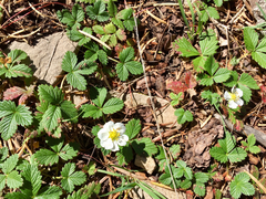 Fragaria vesca bracteata