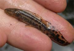 Mole Salamander photo 5