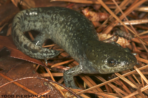Mole Salamander