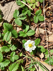 Fragaria vesca bracteata