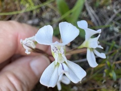 Satyrium sagittale (Satyrium sagittale)