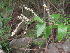 Buddleja racemosa