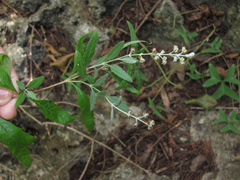 Buddleja racemosa