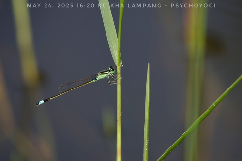 Common Bluetail