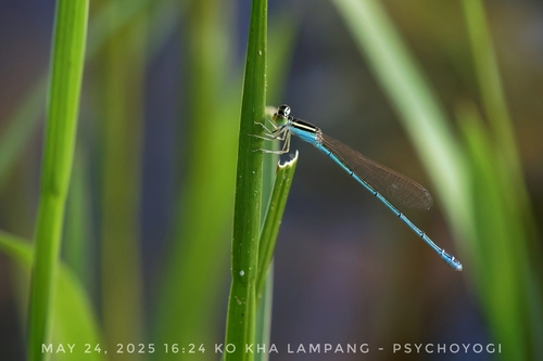 Azure Dartlet