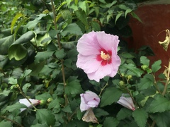 Hibiscus syriacus
