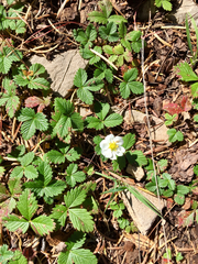 Fragaria vesca bracteata