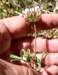 Trifolium obtusiflorum
