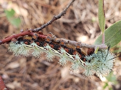 Automeris cecrops pamina