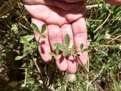 Trifolium obtusiflorum
