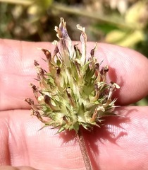 Trifolium obtusiflorum