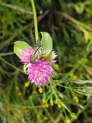 Acmaeodera amplicollis