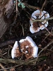 Hydnellum suaveolens