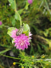 Acmaeodera amplicollis