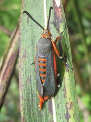 Eichlinia grande
