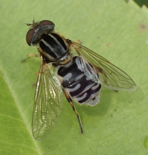 Striped Swamp Fly, Bargerveen, Klazienaveen, Drenthe, NL, photo 6 of 10