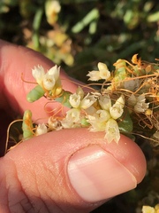 Cuscuta pacifica pacifica