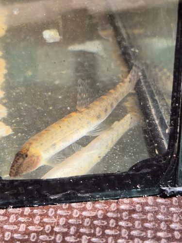 Spined Loach, Haveltermade, Meppel, Nederland, photo 10 of 10