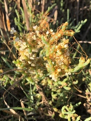 Cuscuta pacifica pacifica
