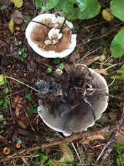 Hydnellum suaveolens