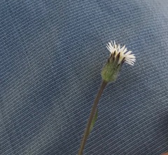 Erigeron lonchophyllus