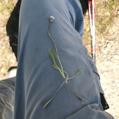 Erigeron lonchophyllus