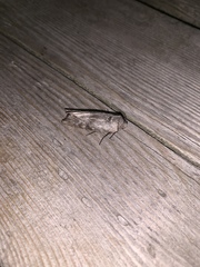 Lithomoia germana