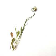 Erigeron lonchophyllus