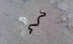 Crotalus ravus brunneus