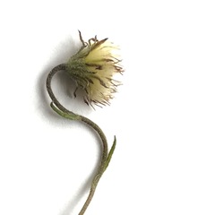 Erigeron lonchophyllus