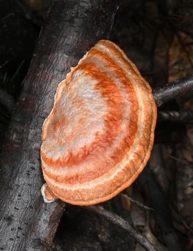 Southern Cinnabar Polypore