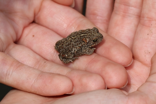Natterjack Toad, 5715 PX Lierop, Nederland, photo 10 of 10