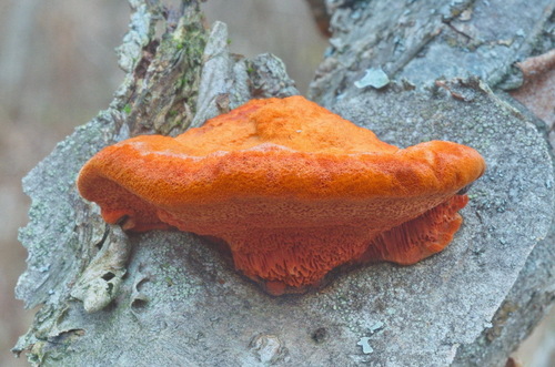 Northern Cinnabar Polypore